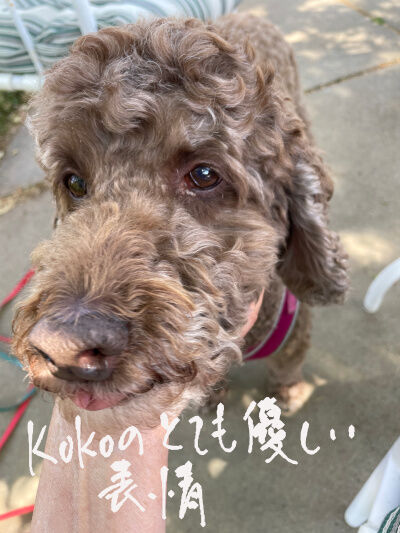 2025-05-31-koko1