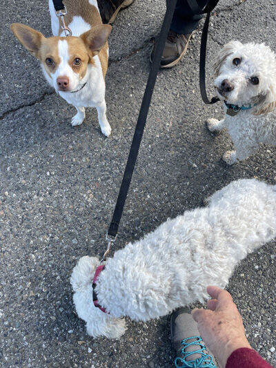 2023-10-14-dogs2