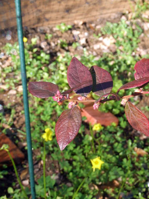 2013-01-09-blueberrybuds