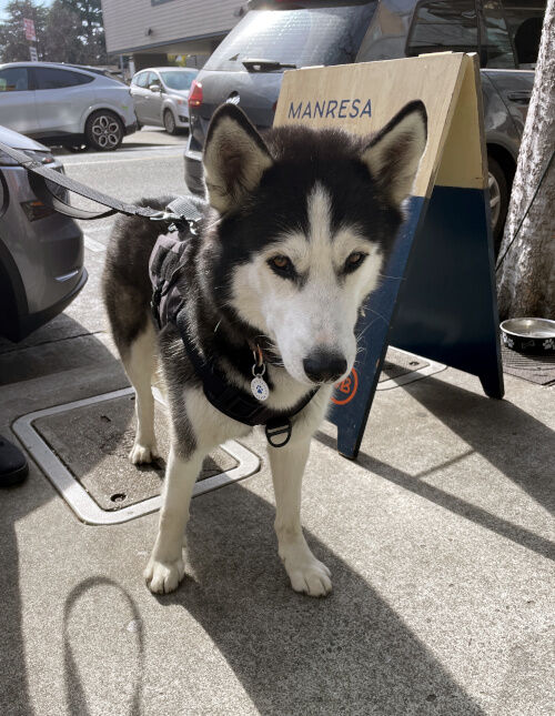2026-01-30-husky2