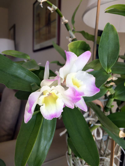2020-01-12-orchid