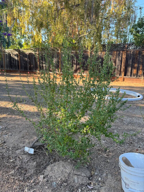 2026-10-01-coyotebrush3