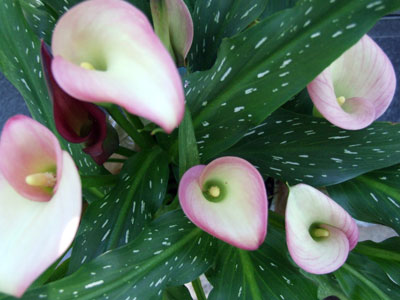 2012_08_15-calla
