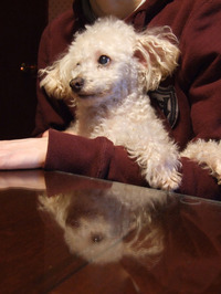 2011_02_21_chibik1
