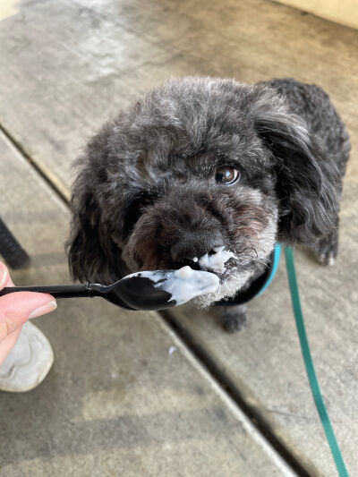 2026-03-04-oreo1