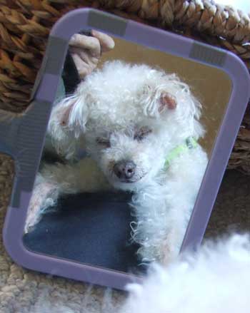 2015-05-30-chibitrim3