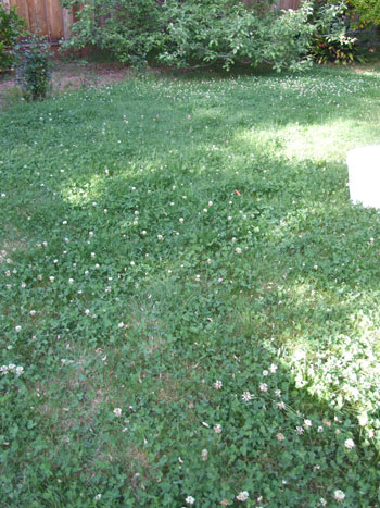 2013-05-18-weeds1