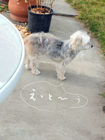 2021-04-29-rasta1