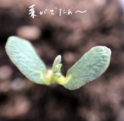 2023-03-06-lupin2