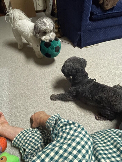 2026-04-14-dogs
