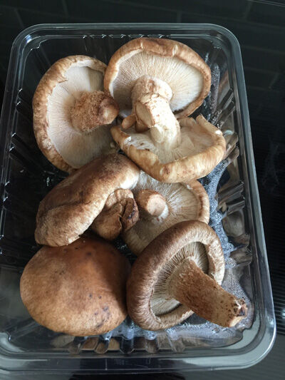 2021-02-17-shiitake6