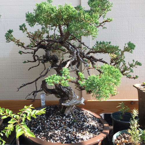2021-08-12-bonsai1