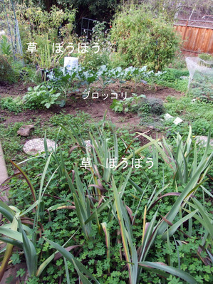 2012-12-18-broccolli2