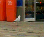鳥