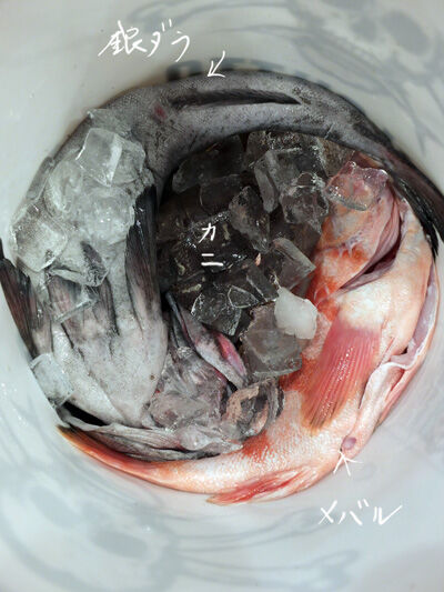 2021-04-17-fish1
