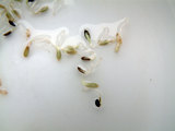 葉レタスの種から少し芽が出たところ