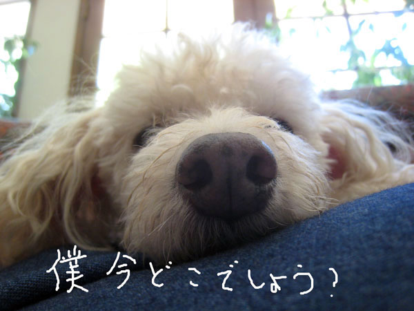 2019-01-11-chibi1