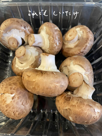 2024-08-16-shiitake1