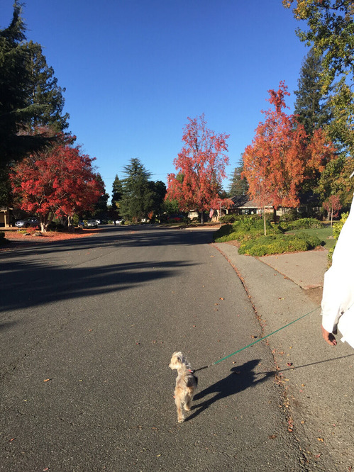 2020-11-25-walk4