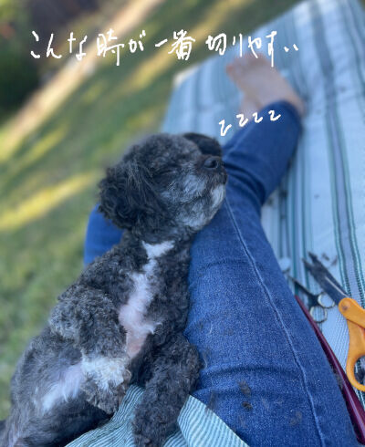 2024-09-04-oreo1