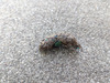 2023-12-02-rodent3