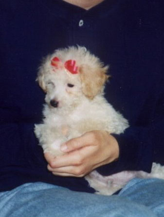 2010_07_10_chibi_puppy