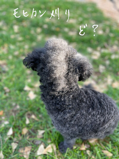 2024-12-16-oreo1