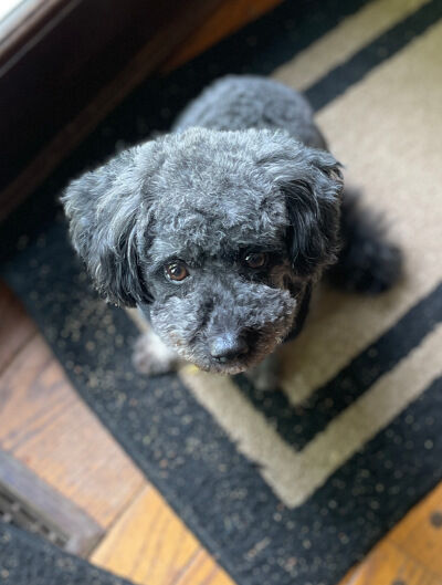 2026-04-18-oreo1