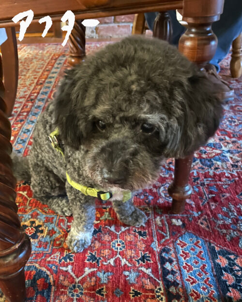 2025-11-18-teddybearcut4