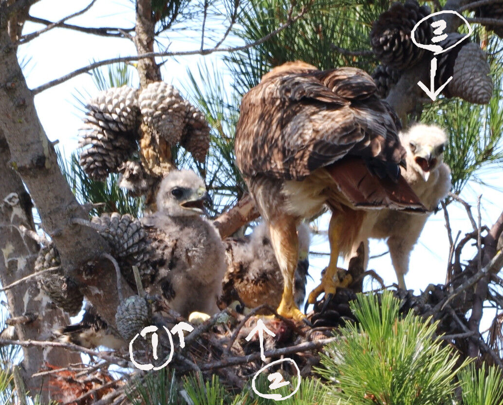 2026-06-04-hawk3