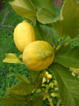 jpg2010_01_09_lemo