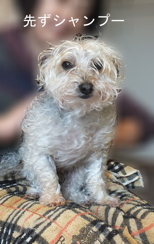 2019-03-04-rasta2