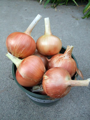 2012-10-12-7onions