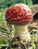 Amanita-muscaria