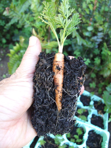 2012_03_18_carrot