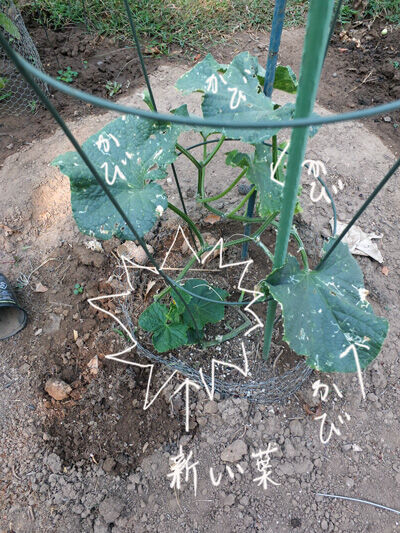 2020-09-06-cucumber1