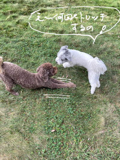 2024-08-18-dogs1