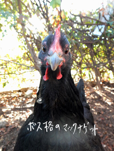 2020-12-23-chick3