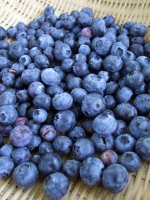 2014-05-21-blueberries2