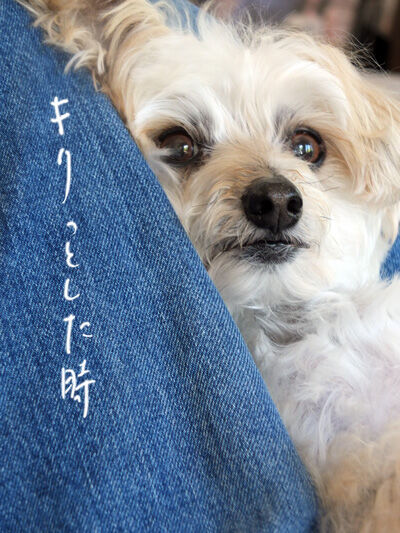 2021-05-04-rasta1