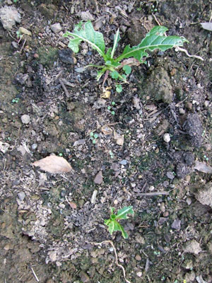 2013-02-06-komatuna1