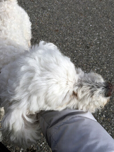 2021-01-26-poodle4