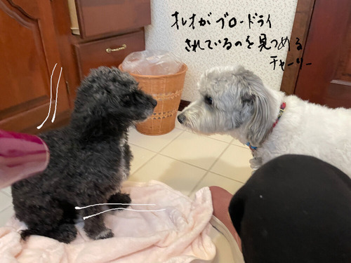 2025-07-01-charlieoreo1