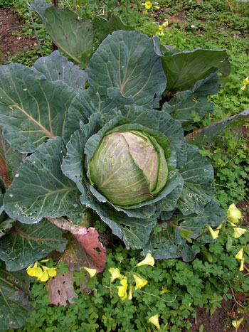 2011_03_27_cabbage