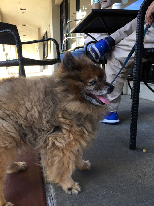 猫みたいな犬 カリフォルニアのばあさんブログ Powered By ライブドアブログ 猫みたいな犬 カリフォルニアのばあさんブログ Powered By ライブドアブログ