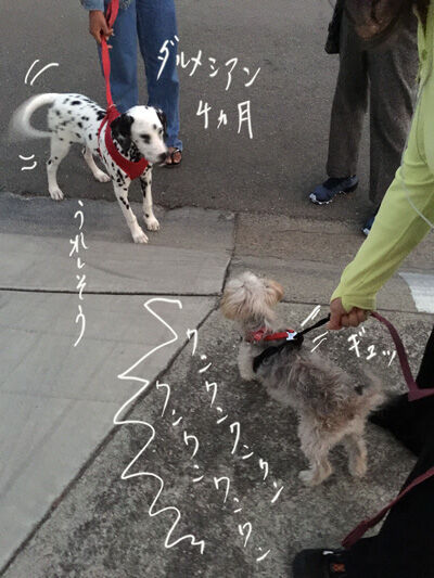 2020-10-31-dog2