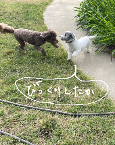 2024-08-19-dogs4