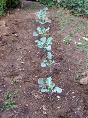 2012-12-18-broccolli1