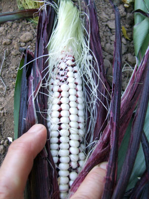 2013-07-18-corn2