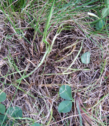 2012_04_29-roots